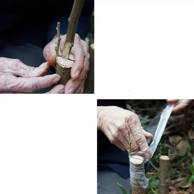 5 cm Aşı Streçi 200 Metre - Profesyonel ve Ağaç Aşı Bandı (Yüksek Esnek) 2