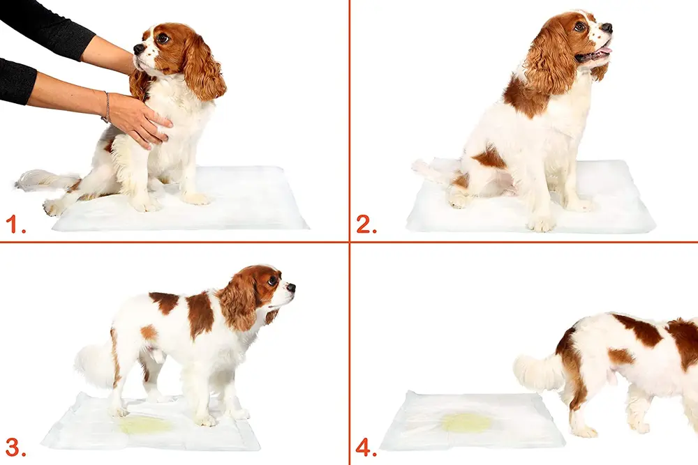 Yıkanabilir Köpek Çiş Pedi - 90 X 60 Cm 5li Paket 2