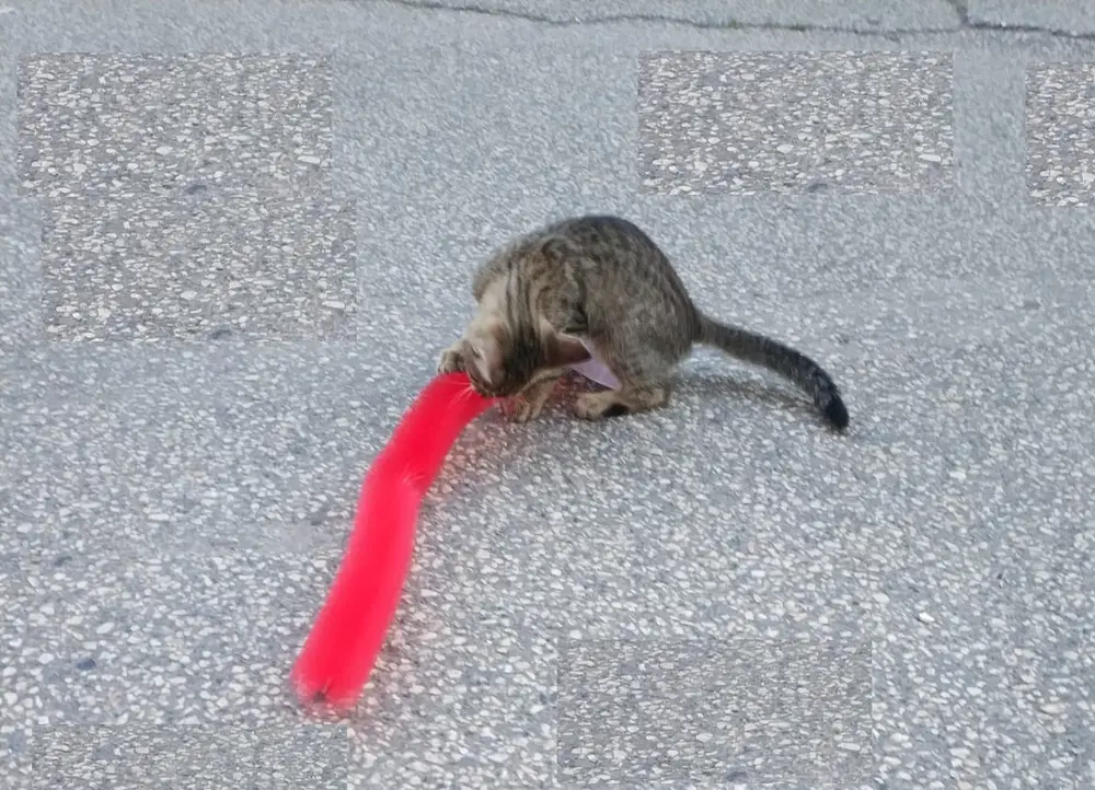 Kedi Tırmalama Fırçası - Kedi Oyuncağı 2
