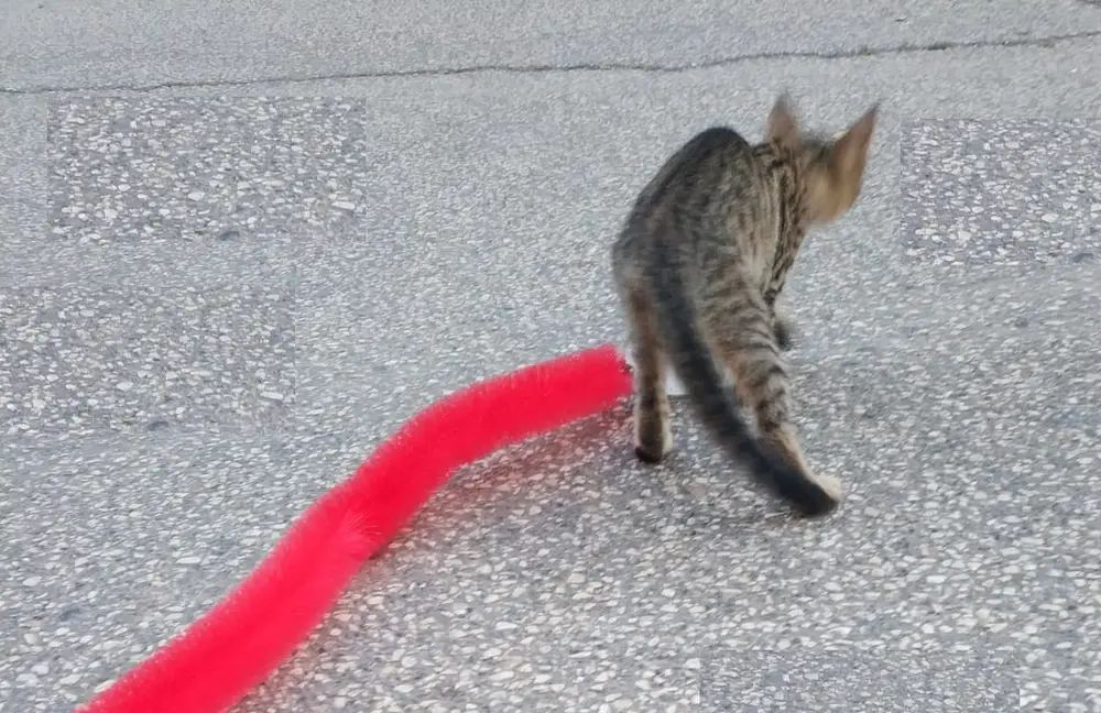 Kedi Tırmalama Fırçası - Kedi Oyuncağı 5