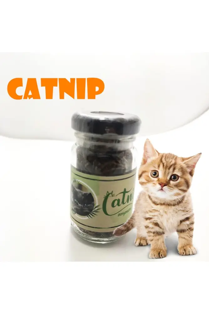 Catnip Doğal Kedi Otu - Kedi Nanesi 3