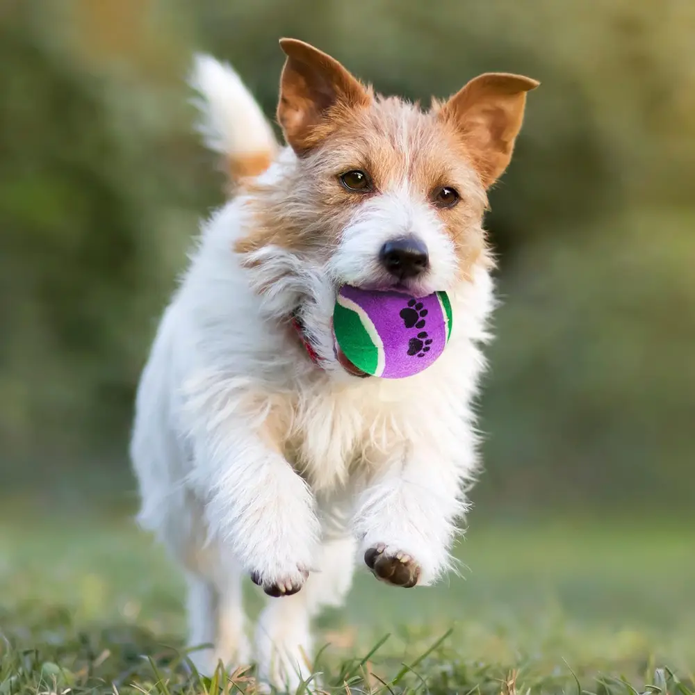 KP Köpek Oyuncak Tenis Topu Sert 3’lü 6 cm – Dalı Köpek Topu 5