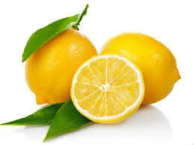 Limon Bonesi / 500 Adet / Çayı Bonesi 2
