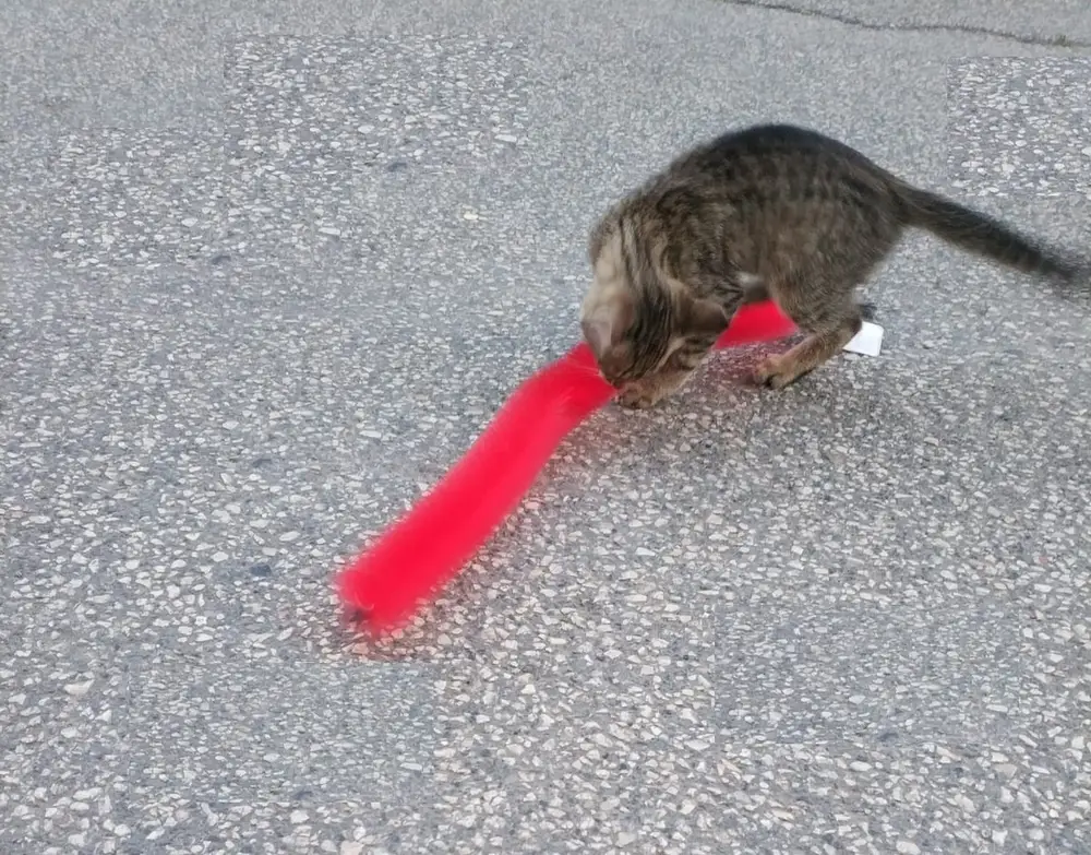 Kedi Tırmalama Fırçası - Kedi Oyuncağı 4
